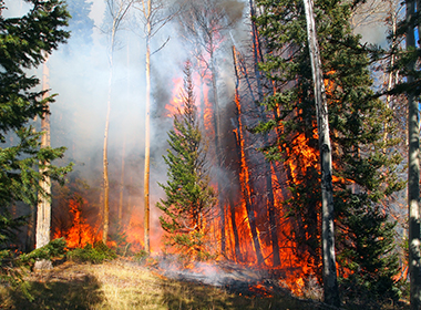 Wildfires
